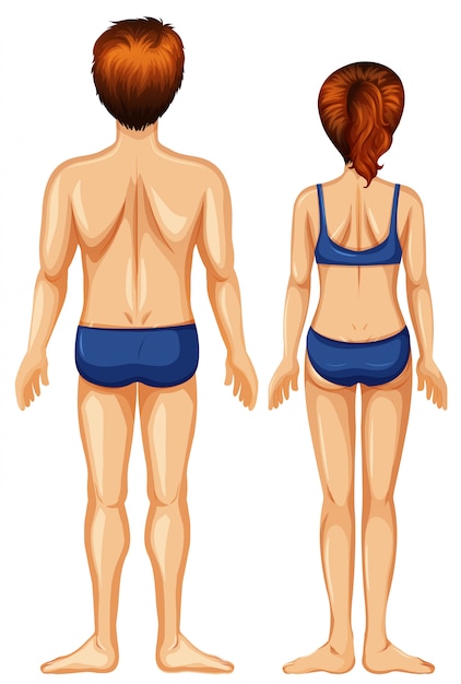 Vektor männliche und weibliche rückseite