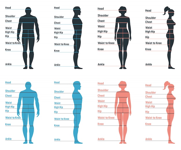 Vektor männlicher und weiblicher größentabellenanatomie menschlicher charakter, leute dummy-front und ansichtsseitenkörpersilhouette, isoliert