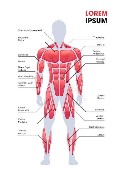Vektor männliches muskelsystem brett menschliche körperstruktur muskelkarte voller länge vertikaler kopierraum