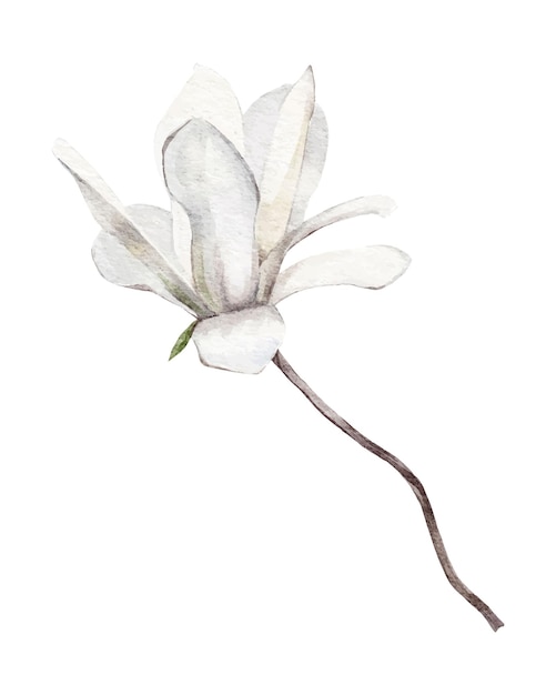 Magnolienblüten auf weißem Hintergrund