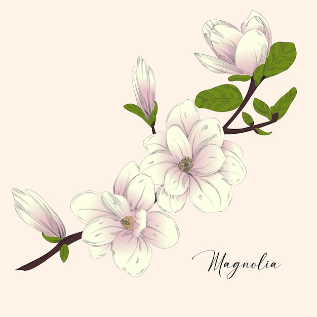 Magnolienblüten Vektorelemente isolierte Aquarellsträuße im Sommerstil-Design-Hochzeitsdekor