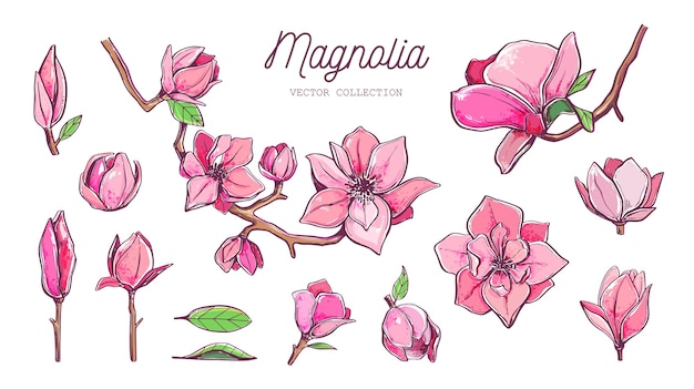 Magnolienblumensammlung