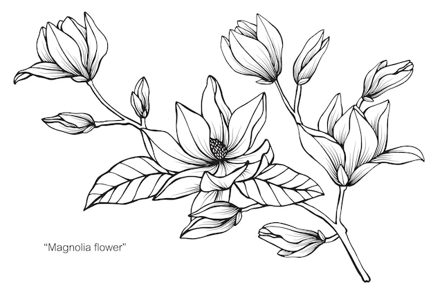 Magnolienblumenzeichnungsillustration