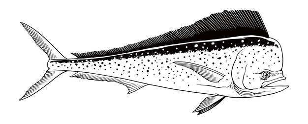 Mahimahi fisch handgezeichnete illustration vintage