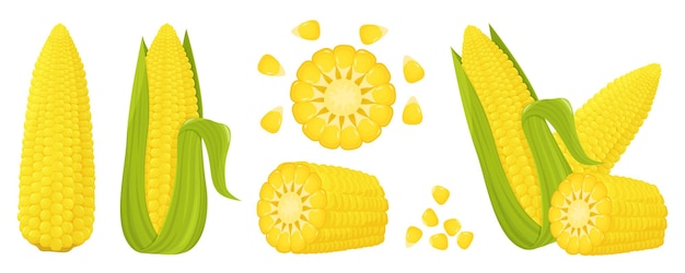 Mais. Helle Vektorsammlung von buntem gelbem Mais. Frisches Bio-Gemüse der Karikatur isoliert auf weißem Hintergrund für Zeitschriften, Bücher, Poster, Karten, Menü-Cover, Webseiten.