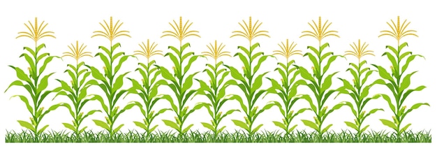 Maisplantage vektor-illustration von zuckermais, der auf dem feld sprießt