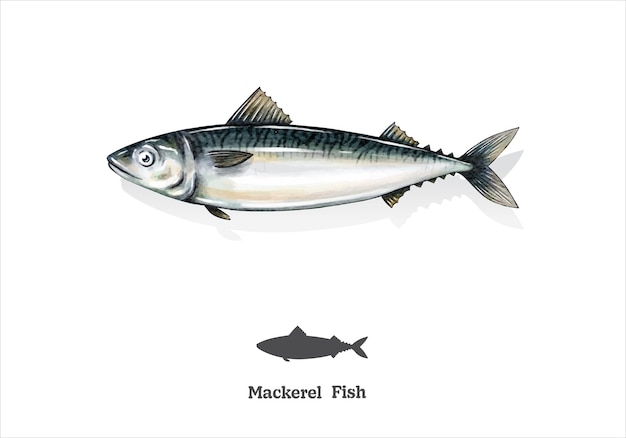 Makrele Fisch Aquarell Skizze Linie Kunst Vektor Illustration