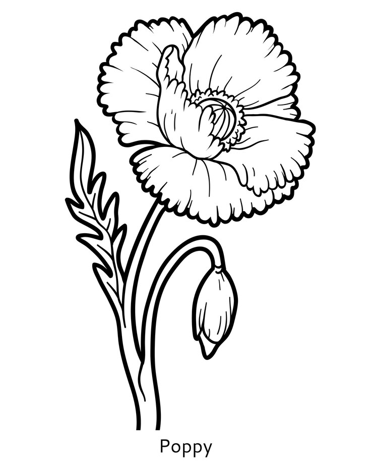 Malbuch für Kinder, Blume Mohn