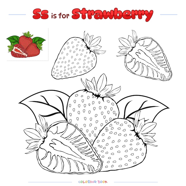Malvorlage erdbeerfrucht