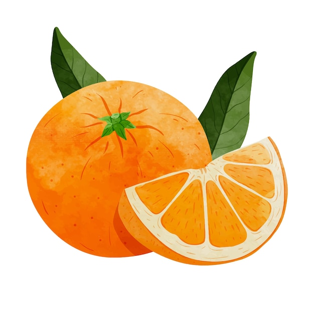 Vektor mandarin-orange-frucht design-elemente aquarell-stil vektor-illustration