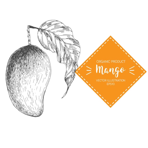 Mango-Vektor-Illustration. Handgezeichnetes Gestaltungselement. Eine im Vintage-Stil gezeichnete Frucht