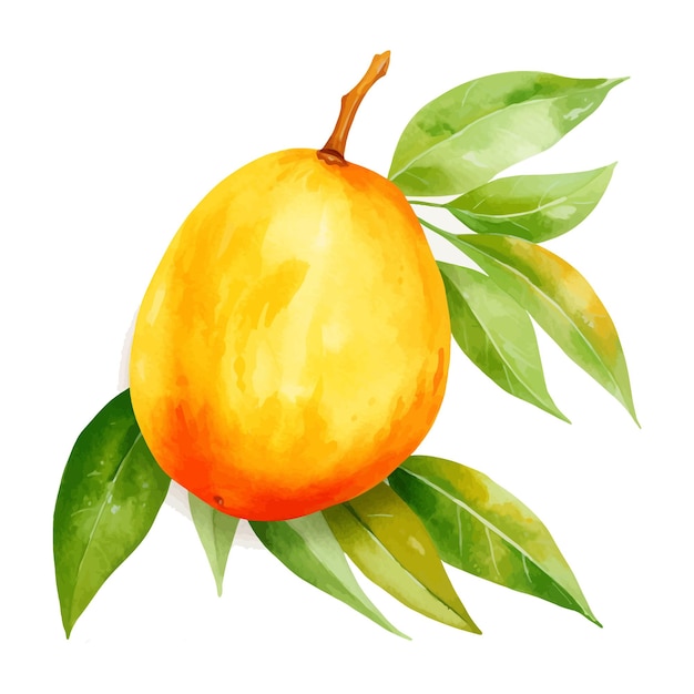 Mangofrucht aquarell clipart weißer hintergrund