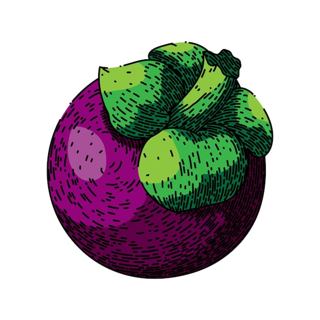 Mangostan-Tropenfrucht-Skizze, handgezeichneter Vektor