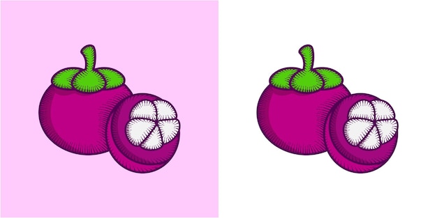 Vektor mangosteen fruit vector illustration vorlage design