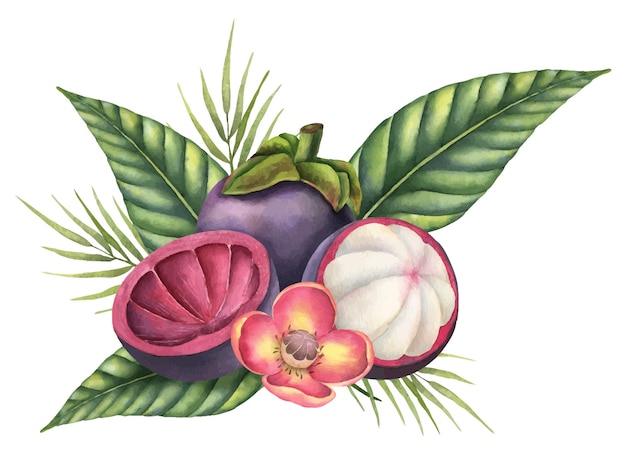 Mangosteen mit palmblättern und blüten aquarell handgezeichnete illustration von exotischen tropischen früchten