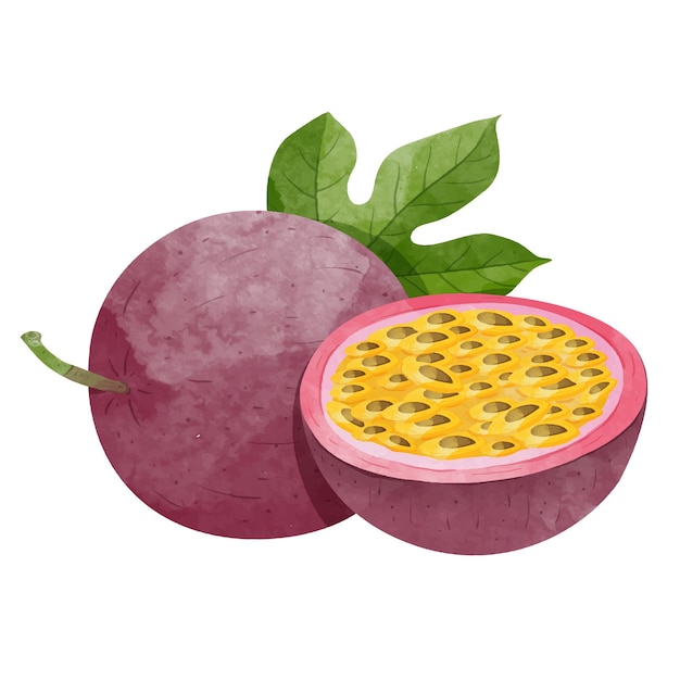 Maracuja mit Blättern Design-Elemente im Aquarell-Stil Vektor-Illustration