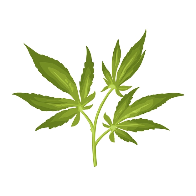 Marihuana-Zweig mit Blatt Farbvektor realistische Illustration für Label-Poster-Web Isoliert auf weißem Hintergrund Handgezeichnetes Designelement Cannabis