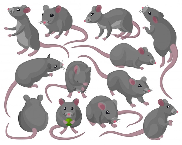 Maus-Cartoon-Satzsymbol. Illustrationstier auf weißem Hintergrund. Cartoon Set Icon Maus.