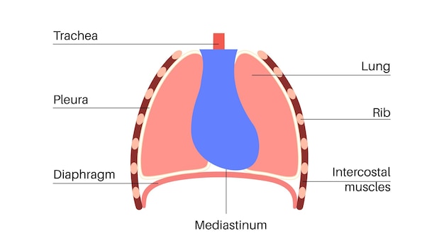 Vektor mediastinum-infografik-poster
