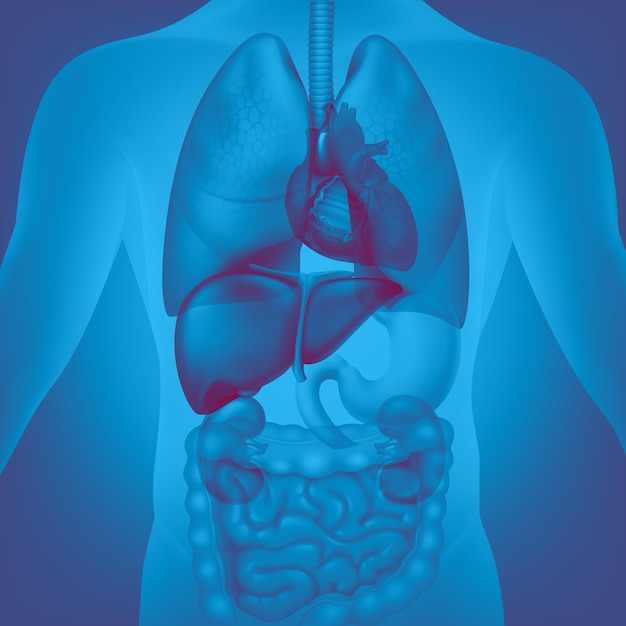 medizinische Darstellung der menschlichen inneren Organe