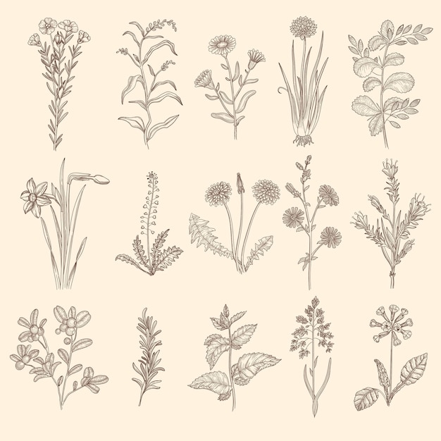 Medizinische Kräuterskizze. Natürliche Pflanzen der botanischen Blumentherapie mit Blattblumensammlung.