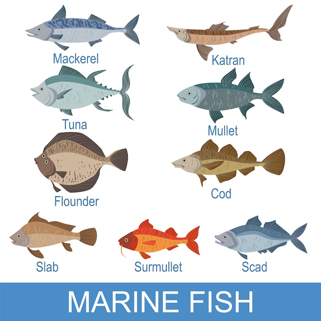 Vektor meeresfisch-identifikationsschiefer mit namen