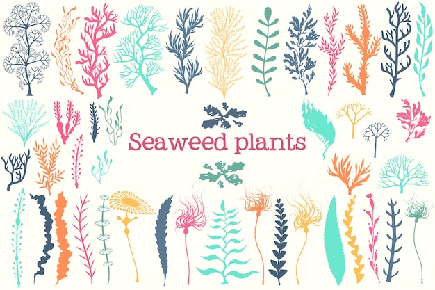Meerespflanzen und aquarium seetang-set