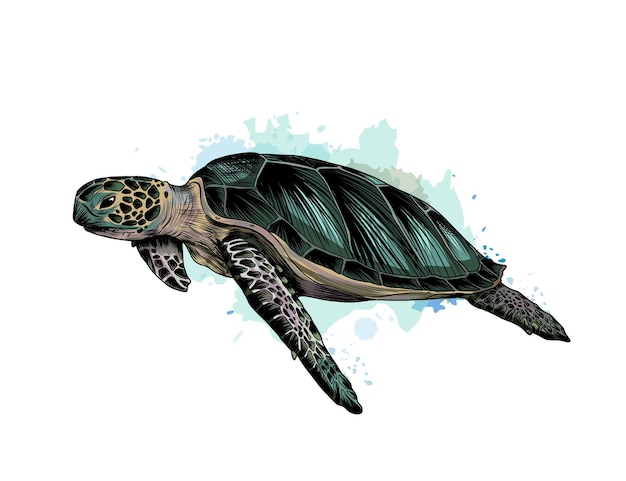 Vektor meeresschildkröte aus einem spritzer aquarell, farbige zeichnung, realistisch.