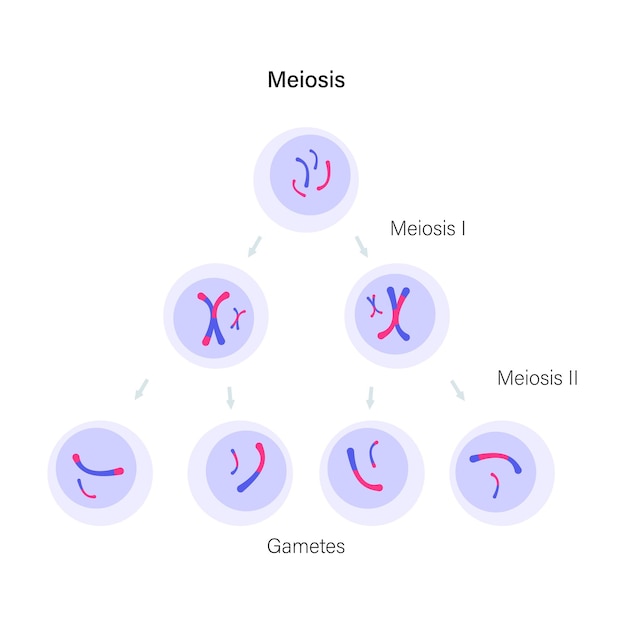 Vektor meiose zellteilung