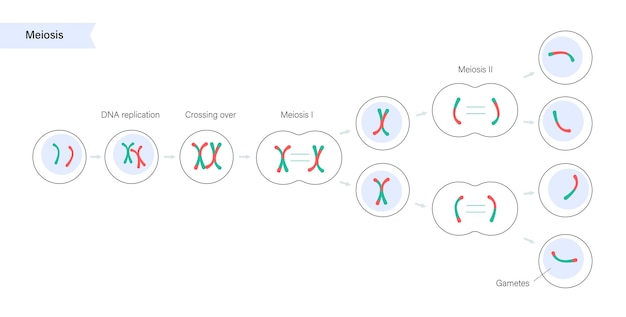 Vektor meiose zellteilung