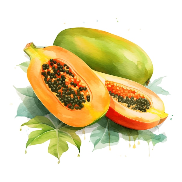 Melone papaya frucht aquarell clipart weißer hintergrund