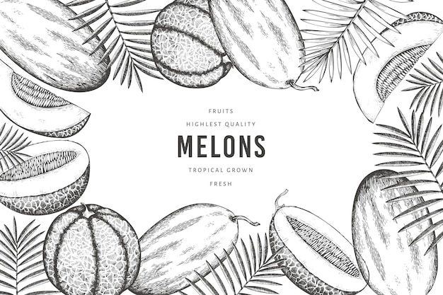 Melonen mit tropischer blattschablone. hand gezeichnete exotische fruchtillustration. obstbanner im retro-stil.