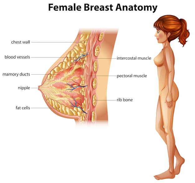 Vektor menschliche anatomie der weiblichen brust