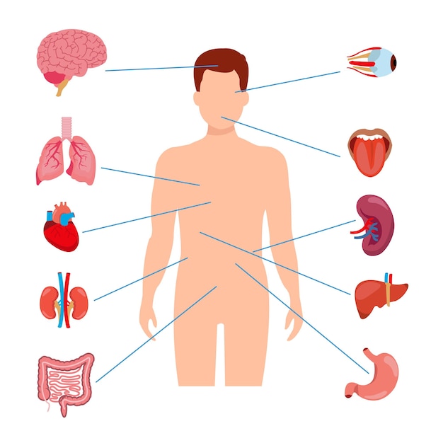 Vektor menschliche anatomie, inneres organ, set mit gehirn, lunge, darm, herz, niere, bauchspeicheldrüse, milz, leber und magen. vektorisolierte illustration