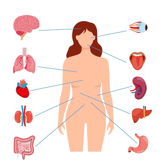 Vektor menschliche anatomie, inneres organ, set mit gehirn, lunge, darm, herz, niere, bauchspeicheldrüse, milz, leber und magen. vektorisolierte illustration