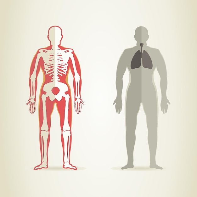 Menschliche anatomie