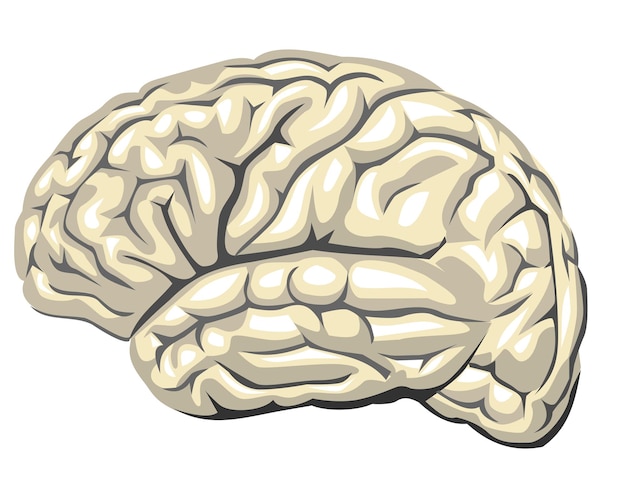 Vektor menschliche anatomie