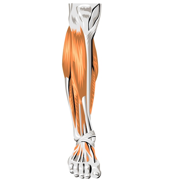 Vektor menschliche anatomie