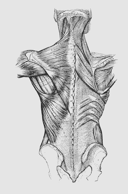 Vektor menschliche anatomie