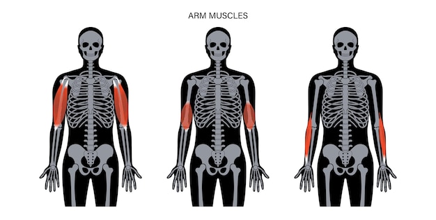 Menschliche armmuskulatur