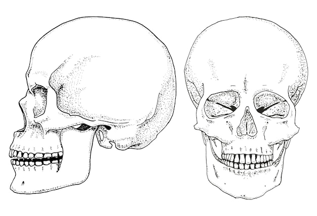 Menschliche Biologie Anatomie Illustration gravierte Hand gezeichnet in alte Skizze und Vintage-Stil Schädel oder Skelett Silhouette Knochen der Körperseite und Vorderansicht oder Gesicht und Profil