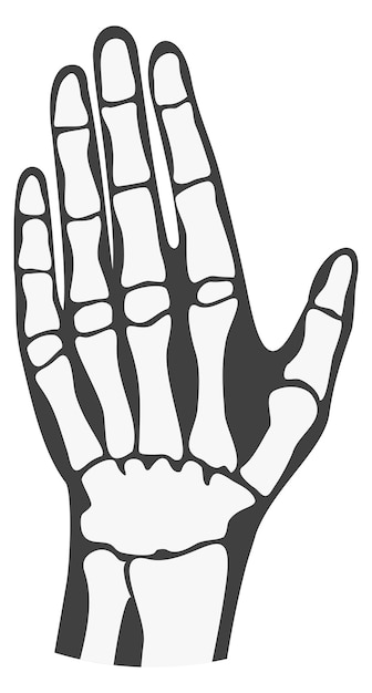Menschliche handflächenknochen fingerglieder anatomie der hand