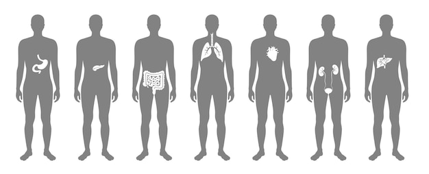 Vektor menschliche innere organe in der flachen vektorillustration des männlichen körpers. mann silhouette