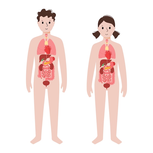 Vektor menschliche innere organe
