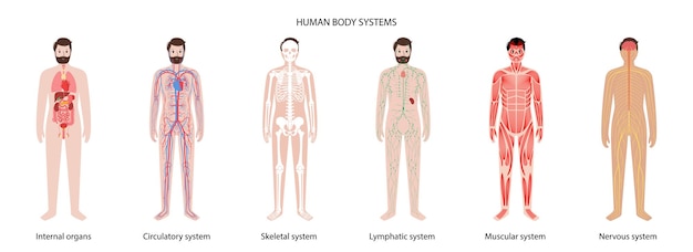 Menschliche körpersysteme