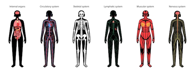 Vektor menschliche körpersysteme