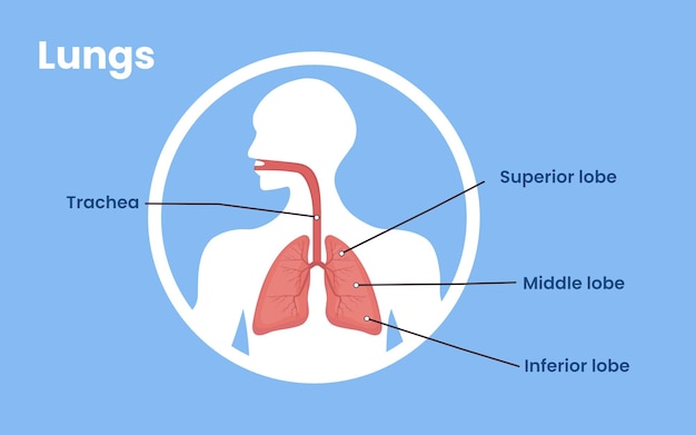 Vektor menschliche lunge atmungssystem vektor-illustration