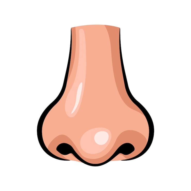 Vektor menschliche nase, bunte strichzeichnungen, isolierte vektorillustration