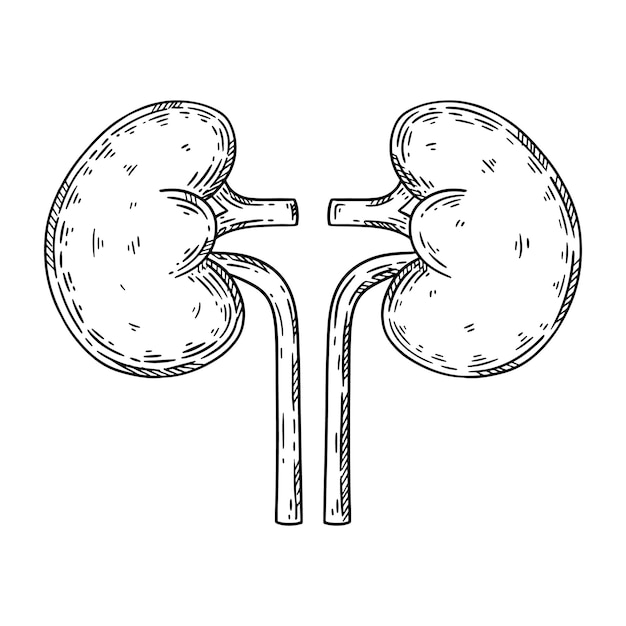 Menschliche nieren handgezeichnete skizze vektor isolierte illustration