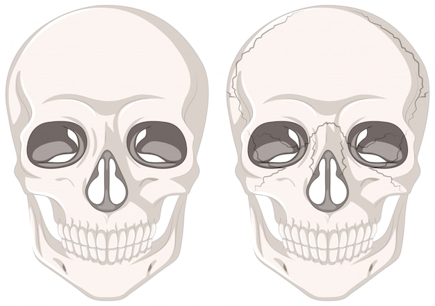 Vektor menschliche schädel auf weißem hintergrund